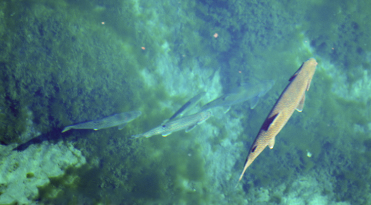Kitchi-iti_kipi | Big Springs