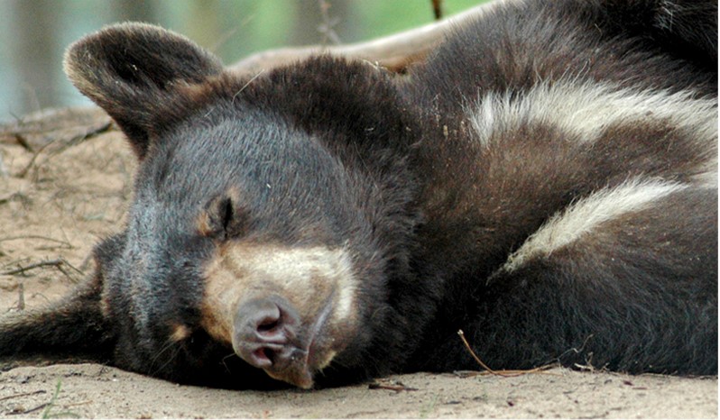 Bear from Oswald's Bear Ranch